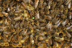 Bienenkönigin