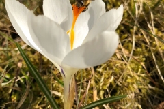 Weißer Krokus mit Biene