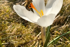 Weißer Krokus mit  Biene